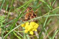 Boloria dia