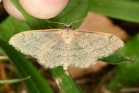 Idaea aversata