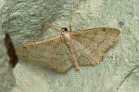 Idaea aversata