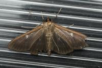 Cydalima perspectalis