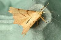 Ennomos erosaria