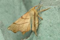 Ennomos erosaria