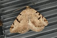 Macaria wauaria
