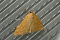 Sitochroa verticalis