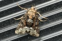 Oligia