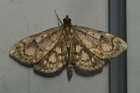 Anania coronata