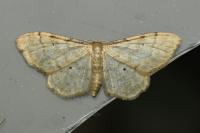 Idaea fuscovenosa