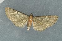 Eupithecia haworthiata