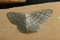 Idaea subsericeata