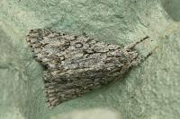 Acronicta aceris