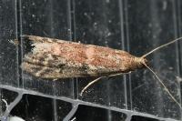 Ephestia