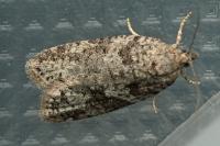 Cnephasia