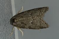 Cnephasia