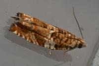 Epinotia abbreviana