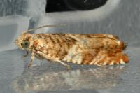 Epinotia abbreviana