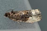 Hedya nubiferana