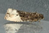 Hedya nubiferana