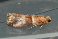 Acrobasis repandana