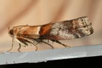 Acrobasis repandana