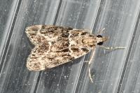 Eudonia mercurella