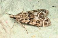 Eudonia mercurella