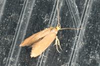 Crassa unitella