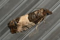 Spilonota ocellana