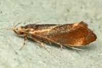 Metalampra italica