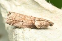 Acrobasis consociella