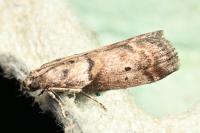 Acrobasis consociella