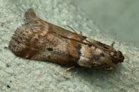 Acrobasis consociella