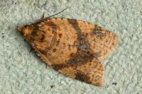 Epagoge grotiana