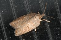 Acleris sparsana