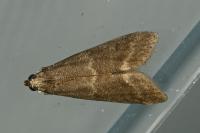 Apomyelois bistriatella