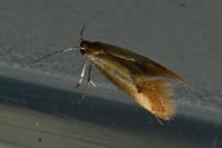Batia lunaris