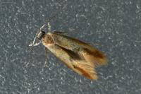 Batia lunaris