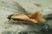 Batia lunaris