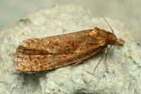 Phtheochroa inopiana