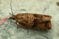 Celypha striana