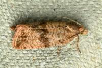 Celypha striana