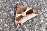 Dysgonia algira