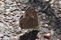 Quercusia quercus