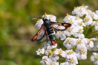 Pyropteron chrysidiforme