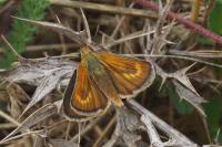 Thymelicus acteon