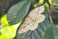 Ectropis crepuscularia