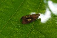 Olethreutes arcuella