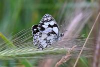 Melanargia galathea