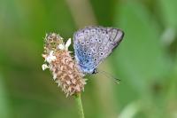 Polyommatus icarus