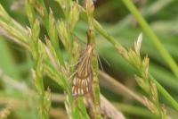 Chrysocrambus linetella