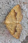 Camptogramma bilineata